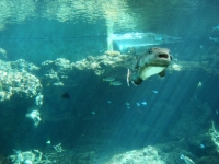 2010沖縄パ－ト2 027.jpg