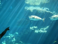 2010沖縄パ－ト2 028.jpg