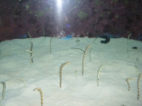 2010沖縄パ－ト2 031.jpg