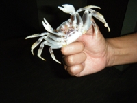 2010沖縄パ－ト2 016.jpg