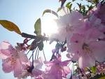 桜と光.jpg