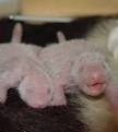 パンダ生まれたて.jpg